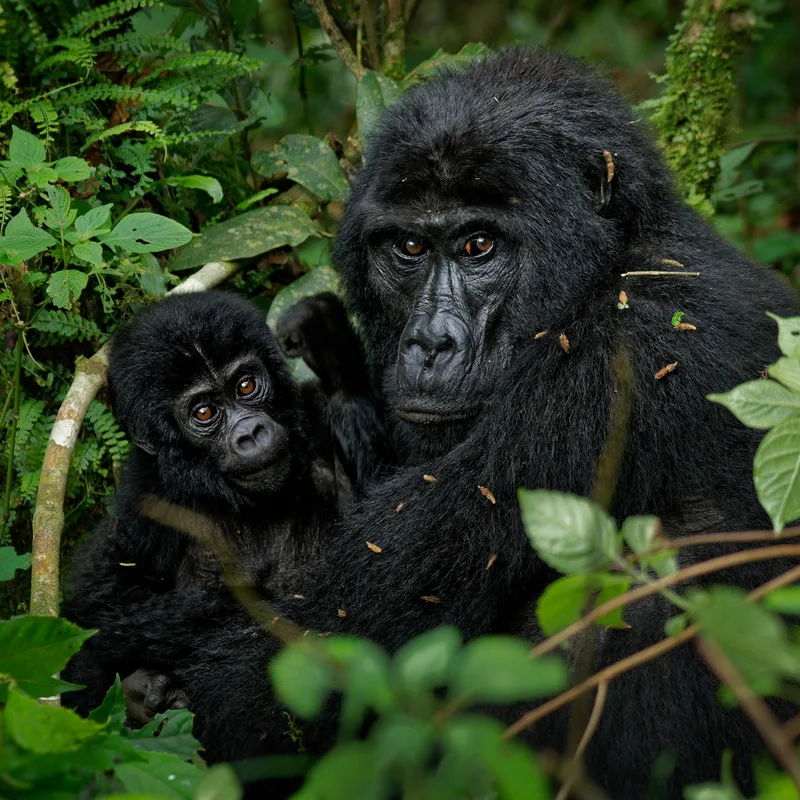Gorille des montagnes au Rwanda
